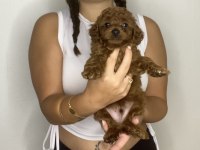 Sağlık Garantili Toy Poodle