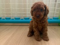 Son dişi yavru 50 günlük poodle