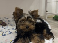 Orijinal erkek yorkshire terrier yavru