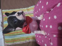 SAFKAN FRENCH BULLDOG ERKEK BEBEK