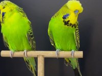 Show jumbo muhabbet kuşu