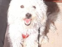 Erkek 2 yaşında terrier