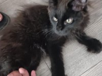 Maine Coon Dişi Yavru Polydact 6677