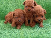 Teacup Kore Poodle Yavrular