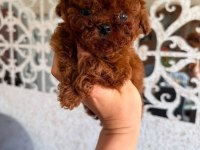 Nadir renk ve anatomide, soy şecereli poodle yavrularımız