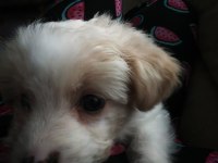 Maltipoo 2 aylık
