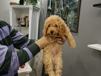 3 aylık toy poodle