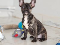 MUHTEŞEM FRENCH BULLDOG YAVRULARI