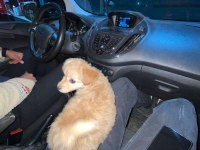 2 adet yavru süs köpeği Maltipoo ve melez