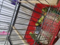 3 Aylık Muhabbet Kuşu Yavrular 4 Adet