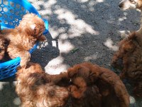 Kore Toy Poodle