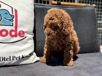 Ankaranın en güzel toy poodle yavruları