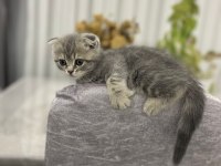 Scottish fold yavru 1 aylık