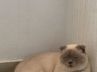 Duman ev arıyor british shorthair
