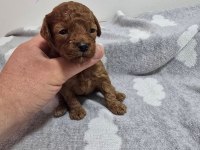 Yasal Köpek Çiftliğinden Toy Poodle Yavrularımız