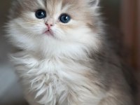 Pofuduk AY Golden British Longhair