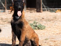 Türkiyedeki en özel malinois yavrular