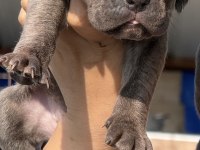 Cane corsa alan koruma köpeği yavruları efsane kan