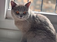 ÜCRETSİZ SAHİPLENDİRİLECEK KEDİMİZ