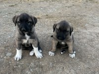 Orjinal sivas kangal yavruları