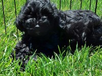Maltipoo Yavruları Sizleri Bekliyor
