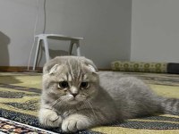 Scottish fold kedimize sıcak yuva arıyoruz
