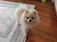 Erkek pomeranian 10 aylık