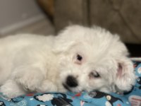 MALTESE TERRİER KIZIMIZA YENİ YUVA