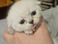Kar beyazı 3 yavru scottish fold