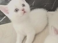 Safkan british shorthair mavi gözlü yavrular