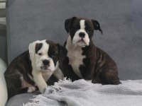 Avrupa standartlarında İngiliz bulldog