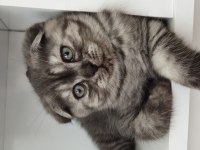 Karabük Scottish Fold