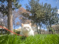 British Shorthair Oğlumuz Mia