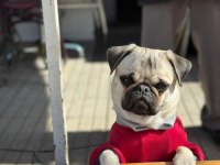 Sıfır Burun Gül Kuyruk Pug