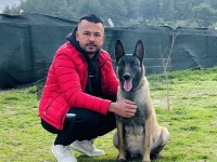 Belçika Malinois Yavruları
