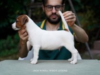 Dereceli Anne Ve Babadan FCI KIF Şecereli Köpekler
