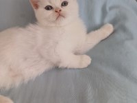 British Shorthair Kedisi