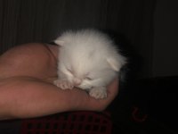 British longhair dişi