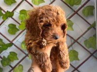Toy Poodle Yavrular