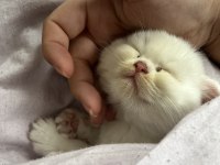 Sevimli sağlıklı scottish fold yavrularımız