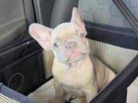 FRENCH BULLDOG YAVRULARI