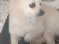 Acil pomeranian boo