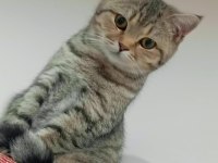 Kırma kedi british