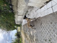 Belçika malinois köpeğimiz