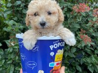 Kore kanı maltipoo yavrularımız