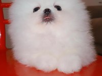 Mükemmel kalitede bir yavru ultra mini boy pomeranian