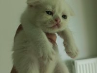 Hepsi birbirinden güzel Scottish Fold yavrular
