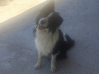 Papi dost köpekler