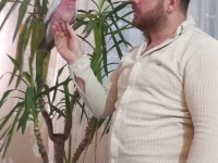 Evcil Gül Kakadu