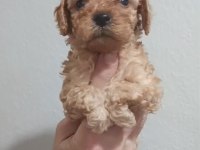 Maltipoo yavrular